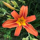 Hemerocallis fulva (liliowiec rdzawy)