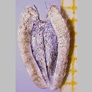 Verbesina encelioides (werbezyna filcowata)