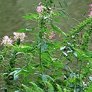 Cleomaceae
