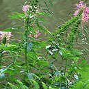 Cleome hassleriana (kleome kolczasta)