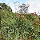 Eryngium pandanifolium