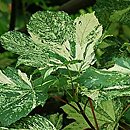 Acer pseudoplatanus Tricolor