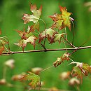 Acer pictum ssp. mono (klon mandżurski)