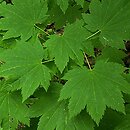 Acer circinatum (klon okrągłolisty)