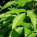 Acer triflorum (klon trójkwiatowy)