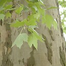 Platanus (platan)
