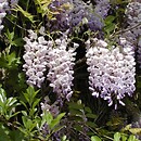 Wisteria sinensis (słodlin chiński)