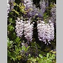 Wisteria (słodlin)