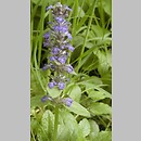 Ajuga (dąbrówka)