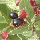 Lonicera involucrata (wiciokrzew skrytoowocowy)