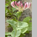 Lonicera caprifolium (wiciokrzew przewiercień)