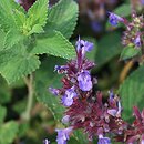 Nepeta ×faassenii (kocimiętka Faassena)