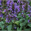 Nepeta kubanica (kocimiętka kubańska)