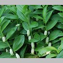 Polygonatum humile (kokoryczka niska)