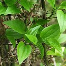 Smilax hispida (kolcorośl szczeciniasta)