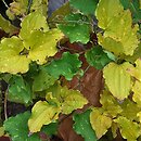Smilax sieboldii (kolcorośl Siebolda)