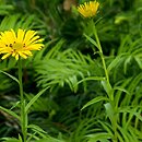 Buphthalmum salicifolium (kołotocznik wierzbolistny)