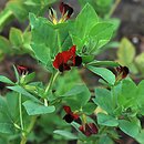 Tetragonolobus purpureus (komonicznik purpurowy)