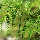 Datisca cannabina