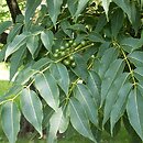 Phellodendron (korkowiec)