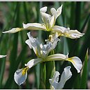 Iris halophila (kosaciec słonolubny)