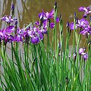 Iris sibirica (kosaciec syberyjski)