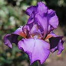 Iris hort. Amethyst Flame