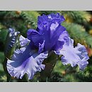 Iris hort. Andrus