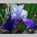 Iris hort. Best Bet