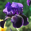 Iris hort. Black Hills
