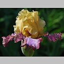 Iris hort. Casbah