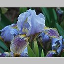 Iris hort. Cisza Przed Burzą