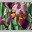 Iris hort. Depute Nomblot