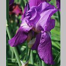 Iris hort. Elmohr