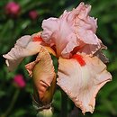 Iris hort. Fairy Fable