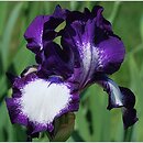 Iris hort. Going My Way