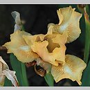 Iris hort. Jutrzenka