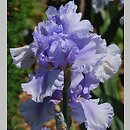 Iris hort. Kaszub