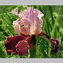 Iris hort. Latin Lover