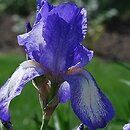 Iris hort. Lela Dixon