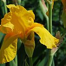 Iris hort. Ola Kala