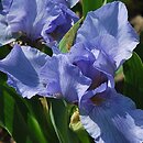 Iris hort. Rein Dance