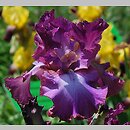 Iris hort. Resette Wine