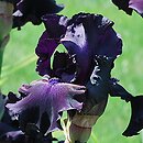 Iris hort. Superstition