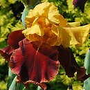 Iris hort. Supreme Sultan