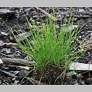 Festuca costei