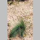 Festuca amethystina (kostrzewa ametystowa)