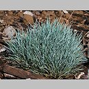 Festuca punctoria (kostrzewa ostrolistna)