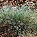 Festuca cinerea (kostrzewa popielata)