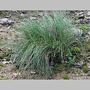 Festuca heterophylla (kostrzewa różnolistna)